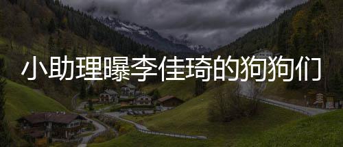 狗狗小助们去是坐理曝李佳海南度假 都的往机返包琦的